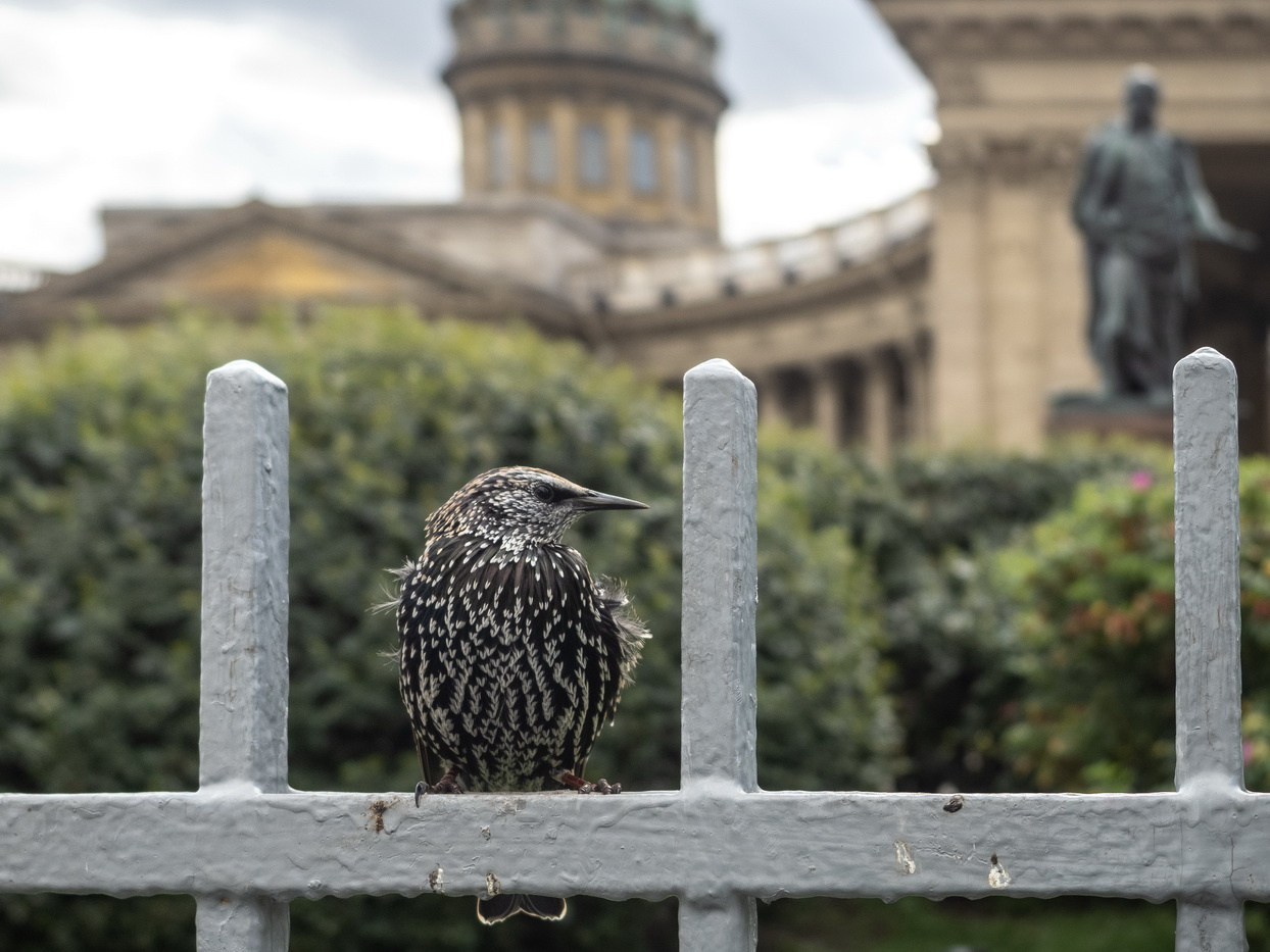 В России провели перепись птиц. Голубь не стал самым популярным пернатым