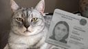 «Она — маньяк»: в новосибирской клинике сотрудница убила кота Симбу — она ввела ему 4 смертельных укола и фотографировала труп