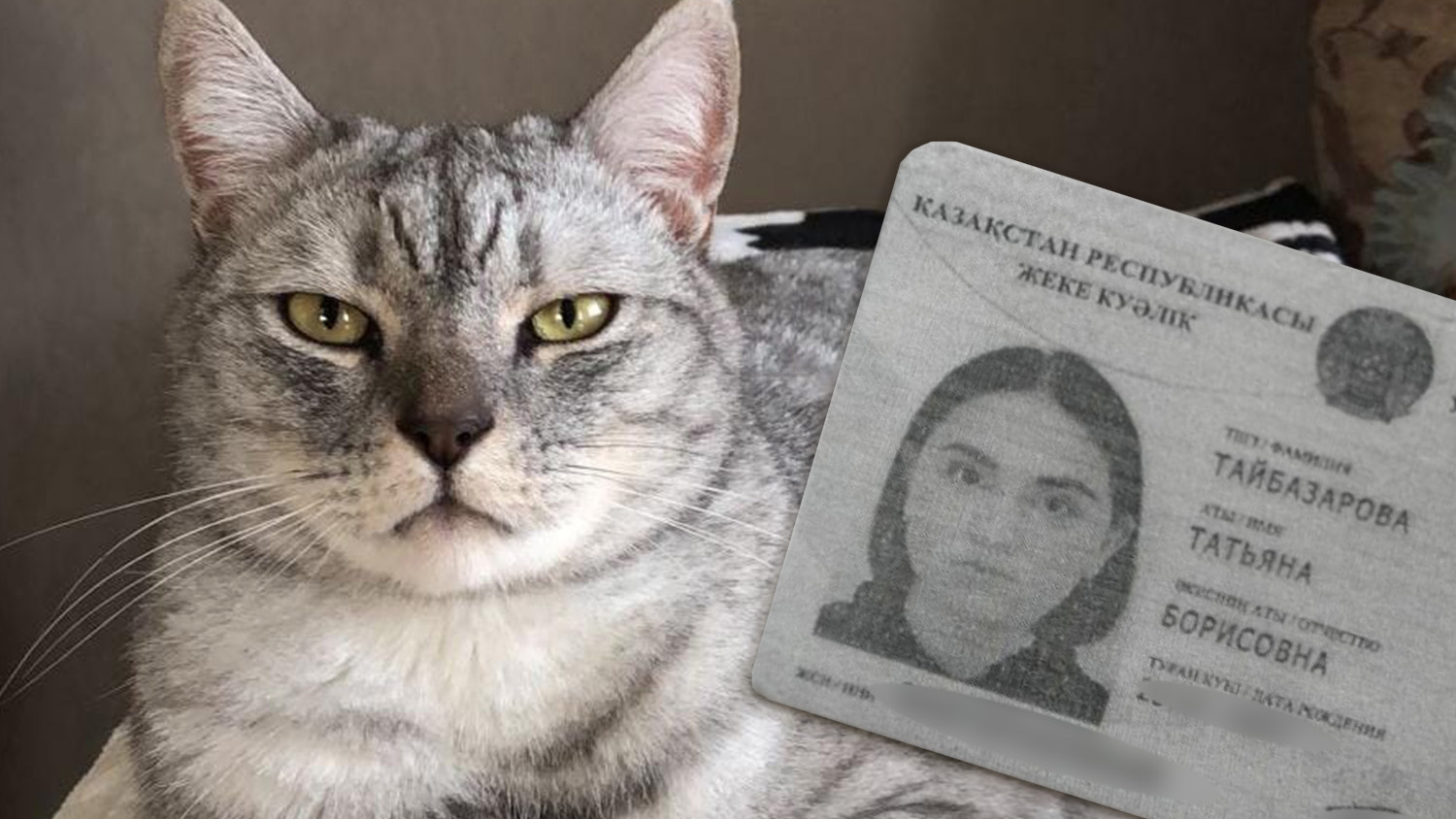 «Она — маньяк»: в ветеринарной клинике сотрудница убила кота Симбу — она ввела ему 4 смертельных укола и фотографировала труп