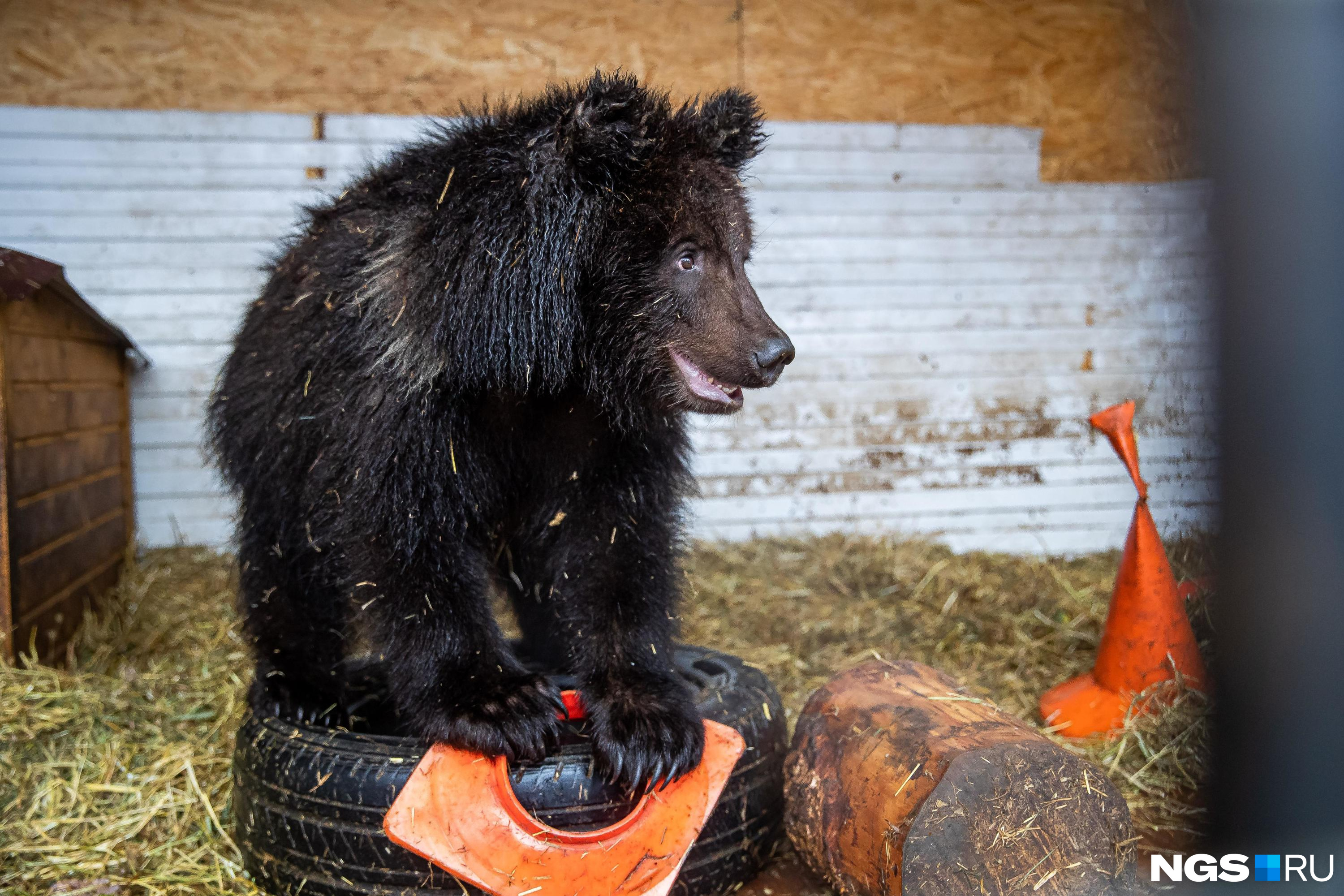 Региональные инжиниринговые центры это. Медведь миац югра страница. Торговая марка медведь. Барс программа для медицинских учреждений. Медведь миац югра страница.