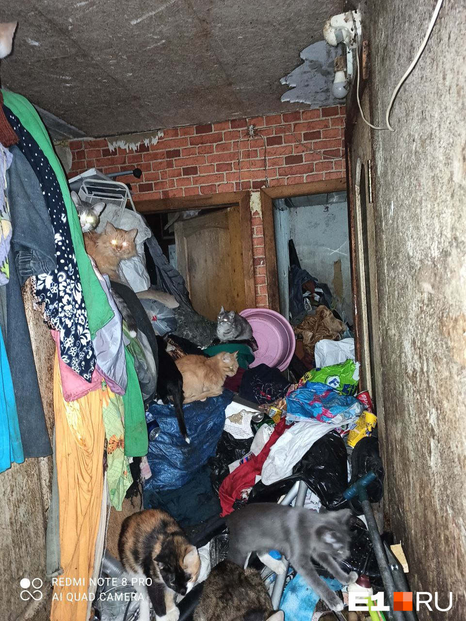 «Как на свалке»: в Екатеринбурге женщина исчезла из квартиры, оставив завалы мусора и десятки кошек
