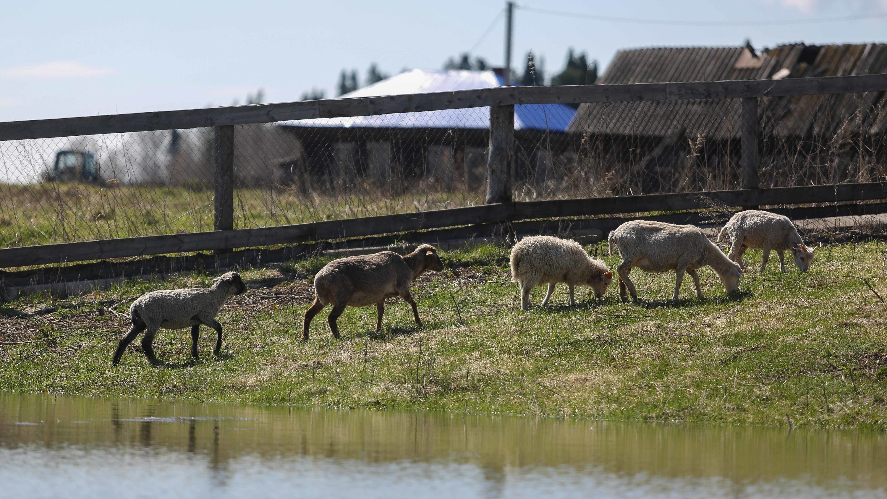 «Душа болит, всё болит»: житель Усть-Ишимского района рассказал, как у него утонуло 40 овец