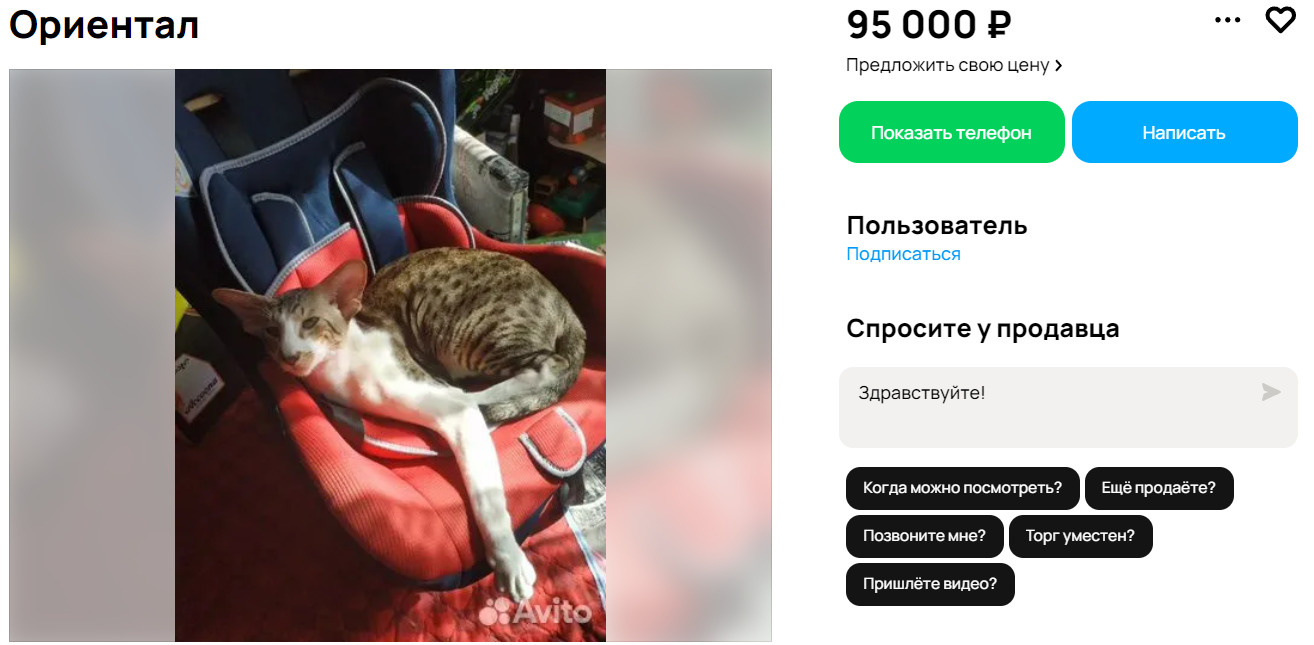 В Чите продают необычного кота за 95 тысяч рублей