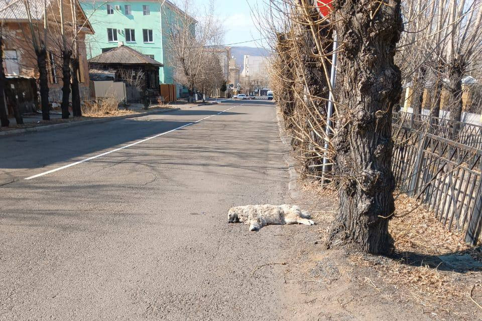 Большая мертвая собака четвертый день лежит на улице в центре Читы