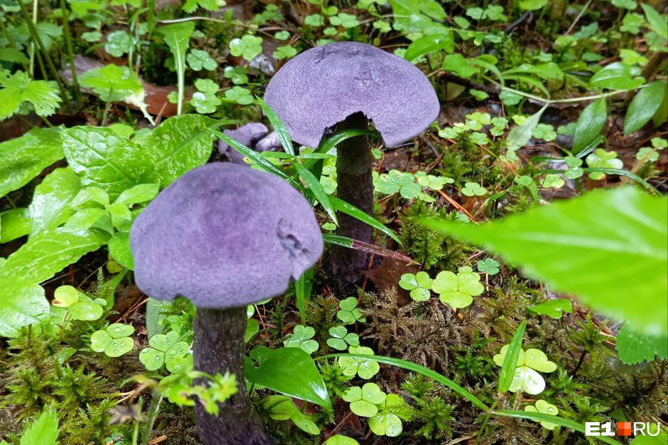 «Они как с другой планеты». В свердловском лесу нашли необычные грибы космического фиолетового цвета