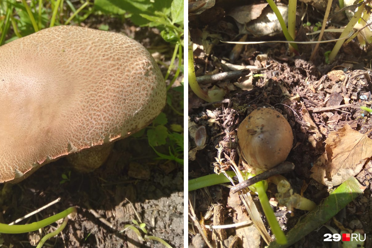 Если бы мы знали, что грибы попрут недалеко от грядок, давно бы срезали красавца слева, а справа — малыш из нового урожая