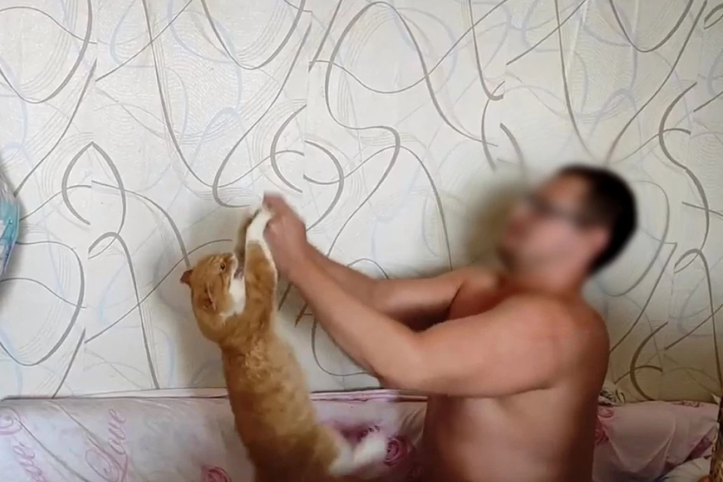 «Благодаря вам Сеня жив!» В Екатеринбург привезли кота, которого блогер-живодер заставлял отжиматься на видео
