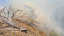В Жигулевском заповеднике сгорели гектары леса: фото с места ЧП