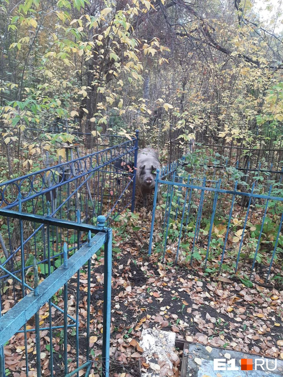 «Разрушают могилы и пугают народ»: на кладбище в Екатеринбурге поселились свиньи