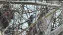 «То ли ястреб, то ли краснокнижный сапсан»: в Волгограде общественник снял на видео птицу-хищника
