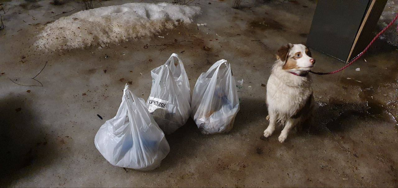 Жители Петроградского района объединились, чтобы избавить парки от собачьих «мин»