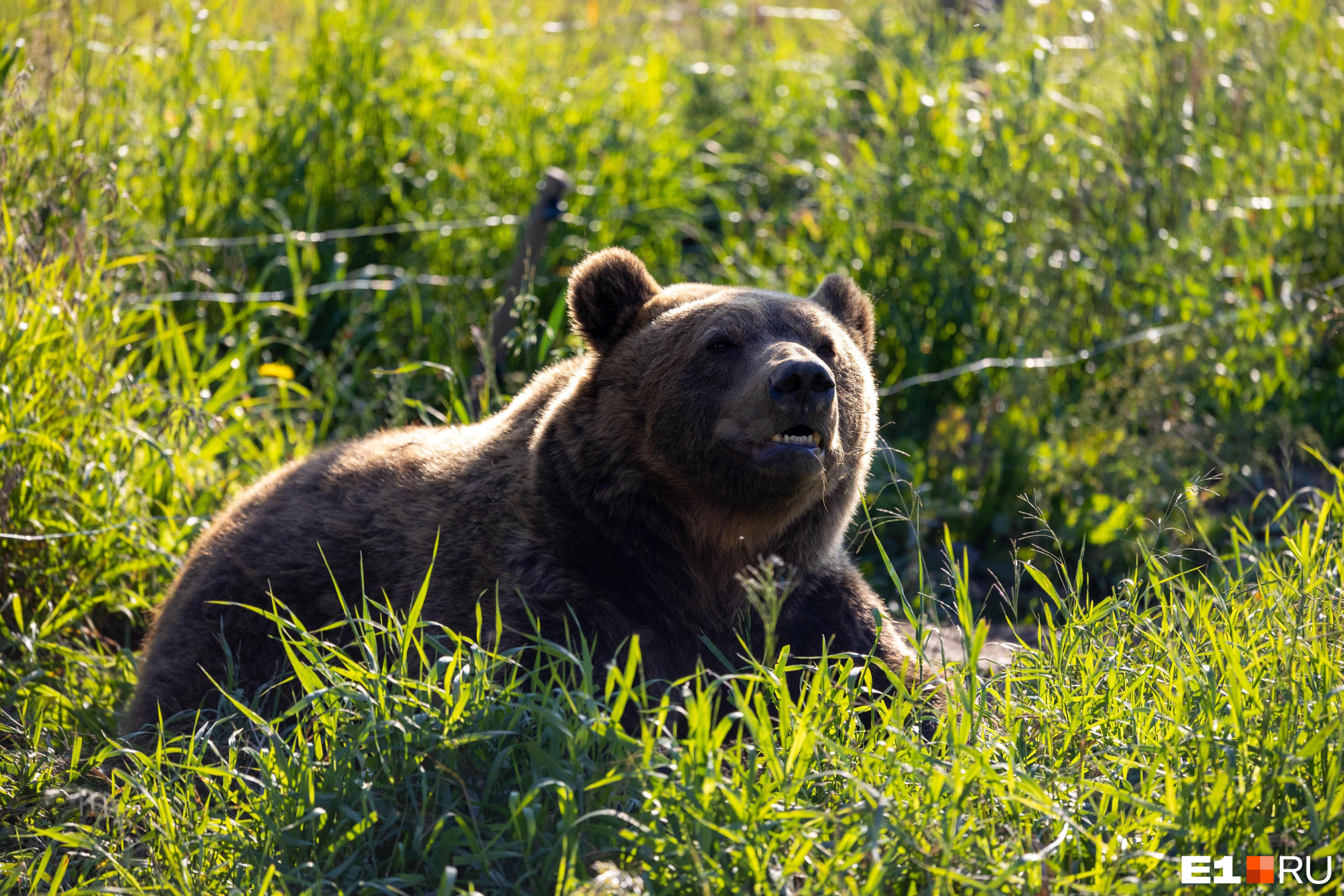 Медведь напал на мужчину в Кузбассе, но искать его не будут — почему