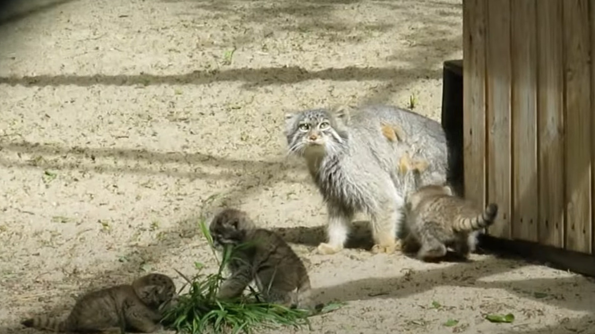 Милые пушистые комочки: манулята вышли погреться на солнце — видео из Новосибирского зоопарка