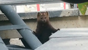 На Новосибирскую ГЭС пробрался любопытный соболь — показываем милое видео со зверьком