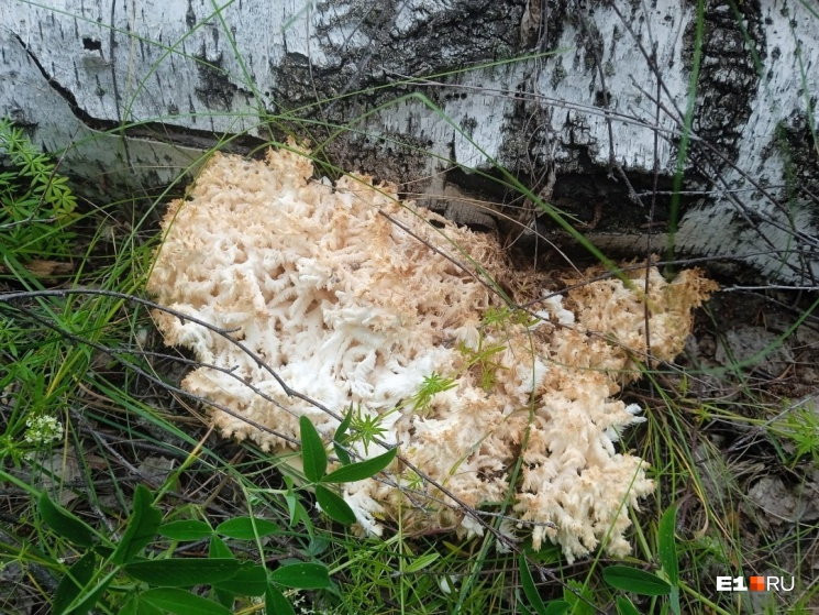 С виду безопасные, ядовитые внутри (и наоборот): непростой тест по грибам