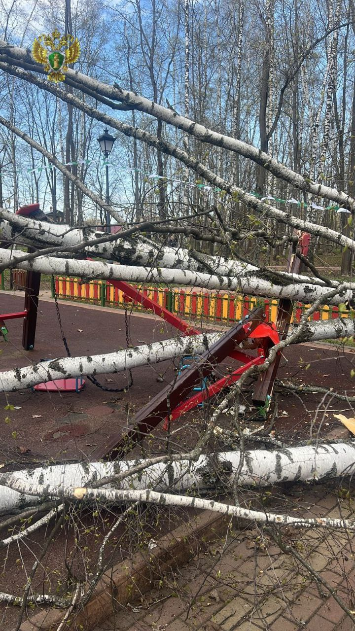 В Подмосковье огромная береза упала на двухлетнюю девочку на детской  площадке - 21 апреля 2024 - ФОНТАНКА.ру