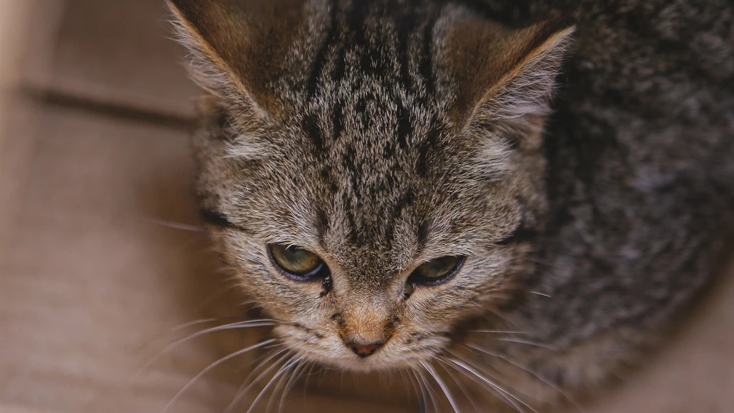 Уральские соцсети завалило постами о раздаче 60 вислоухих кошек — «или их усыпят». Это фейк?