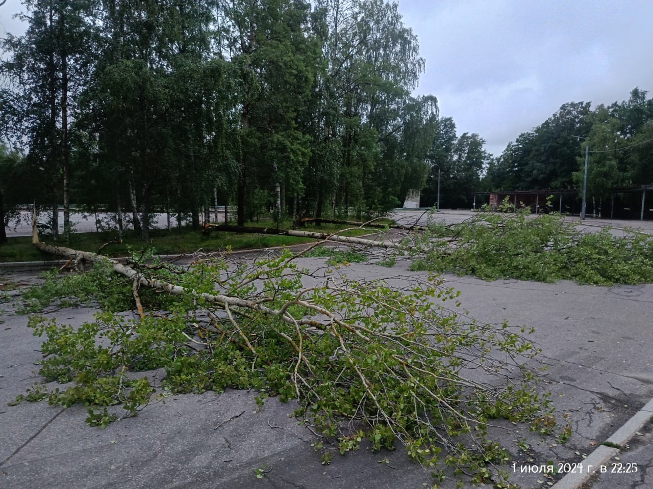 Серия сильнейших штормов повалила в Петербурге почти 600 деревьев за неделю