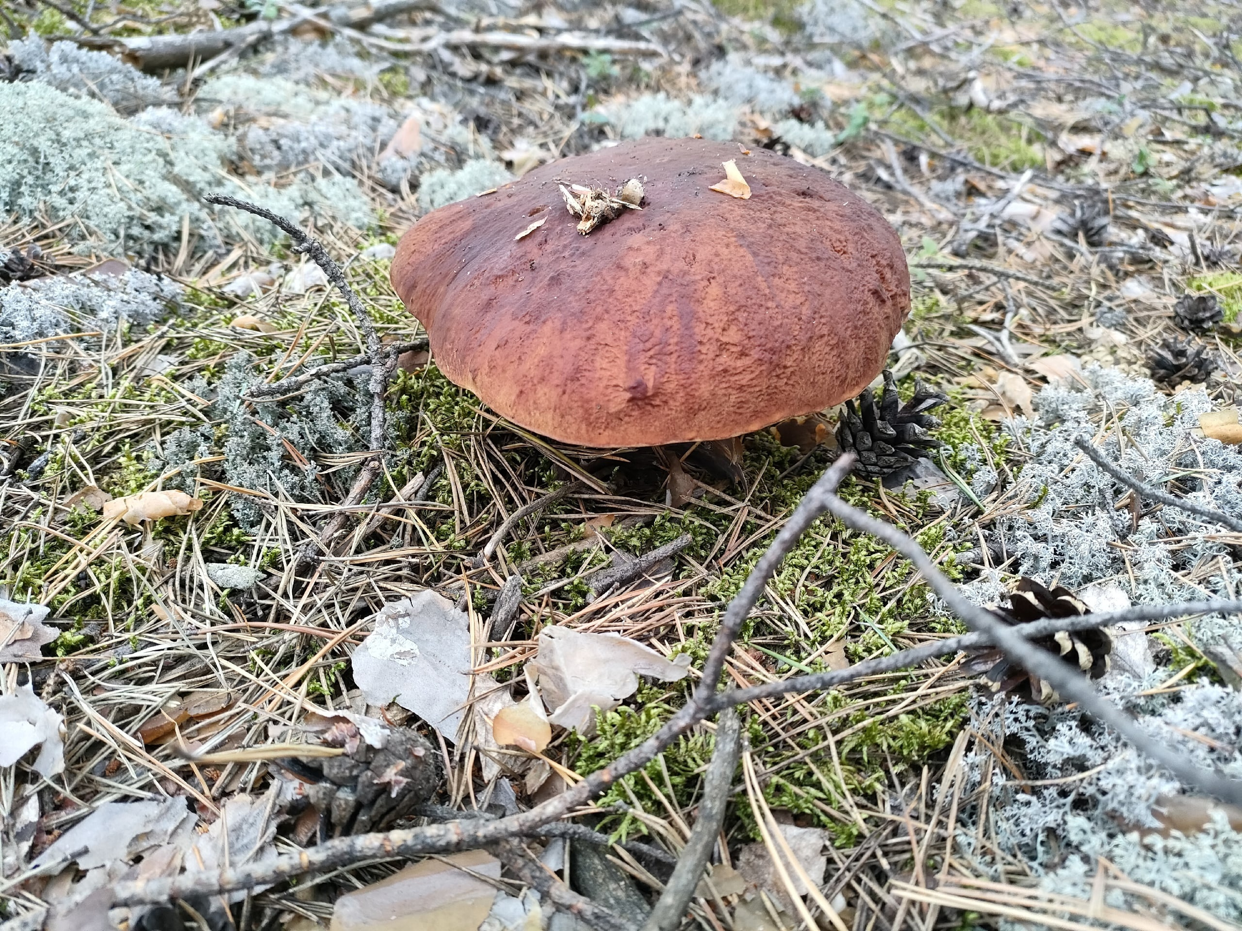 В корзинках нижегородцев сейчас встречаются даже белые грибы