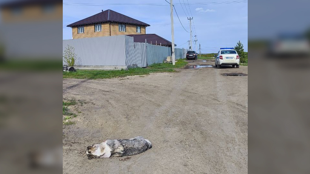 «Звонит и говорит: "Вашу собаку убили"»: под Челябинском сосед застрелил хаски, бегавшую за его гусями