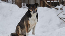 Собака в Новосибирской области укусила <nobr class="_">9-летнюю</nobr> девочку — хозяина животного оштрафовали на 40 тысяч