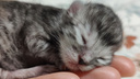 «Из милого котеночка в наглого бугая»: новосибирцы показали, как росли их коты, — 30 фото до и после