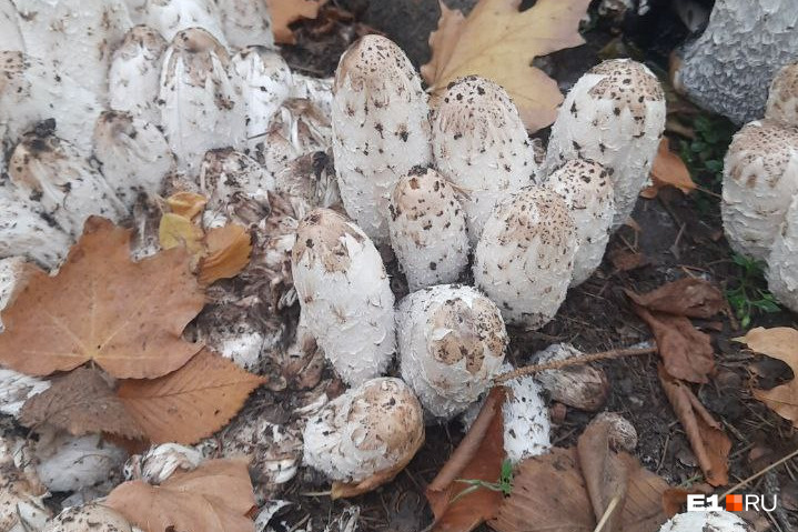 В Екатеринбурге появились странные грибы, похожие на яйца. Можно ли их есть?