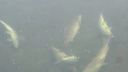 На озере в Челябинской области массово погибла рыба