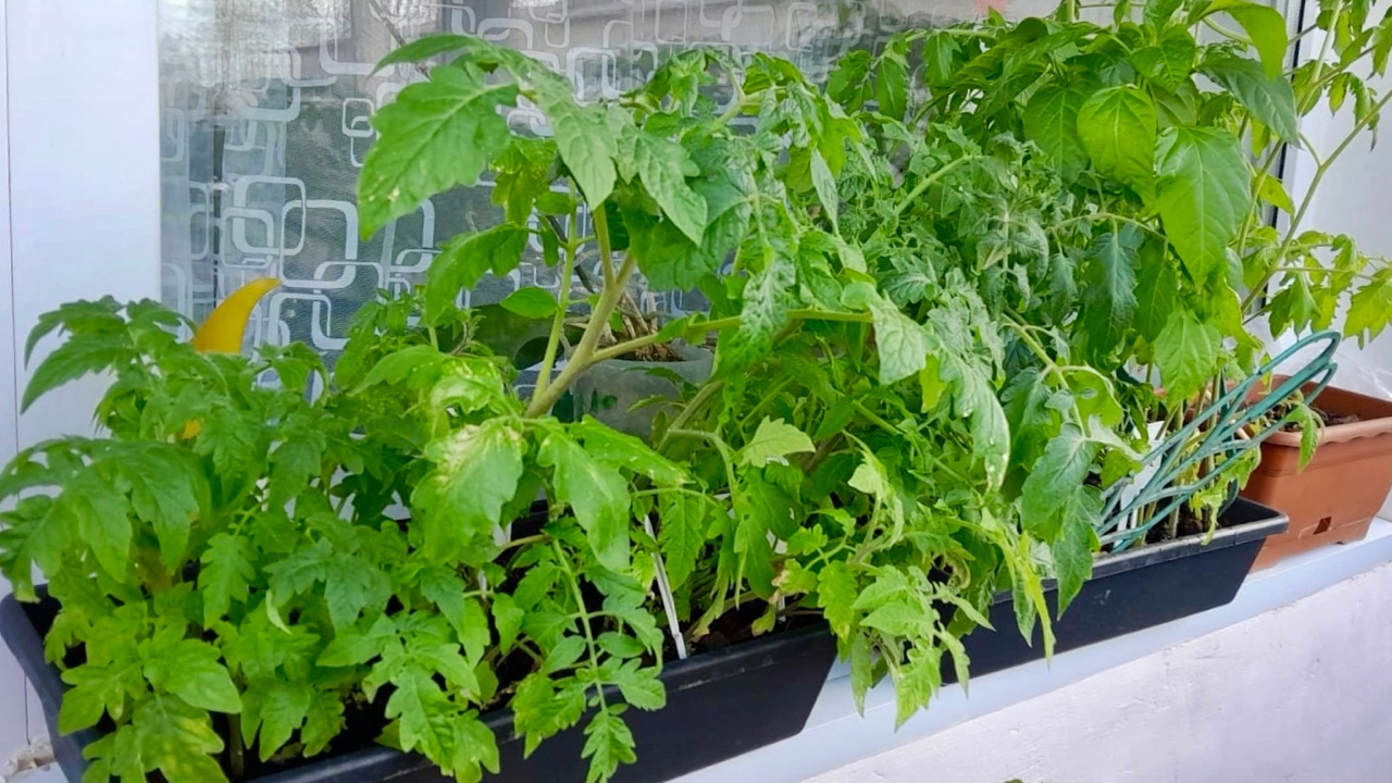 В Прикамье холодный май: когда можно пересаживать помидоры и не погибнут ли они, если перерастут на окне? Говорим с экспертом