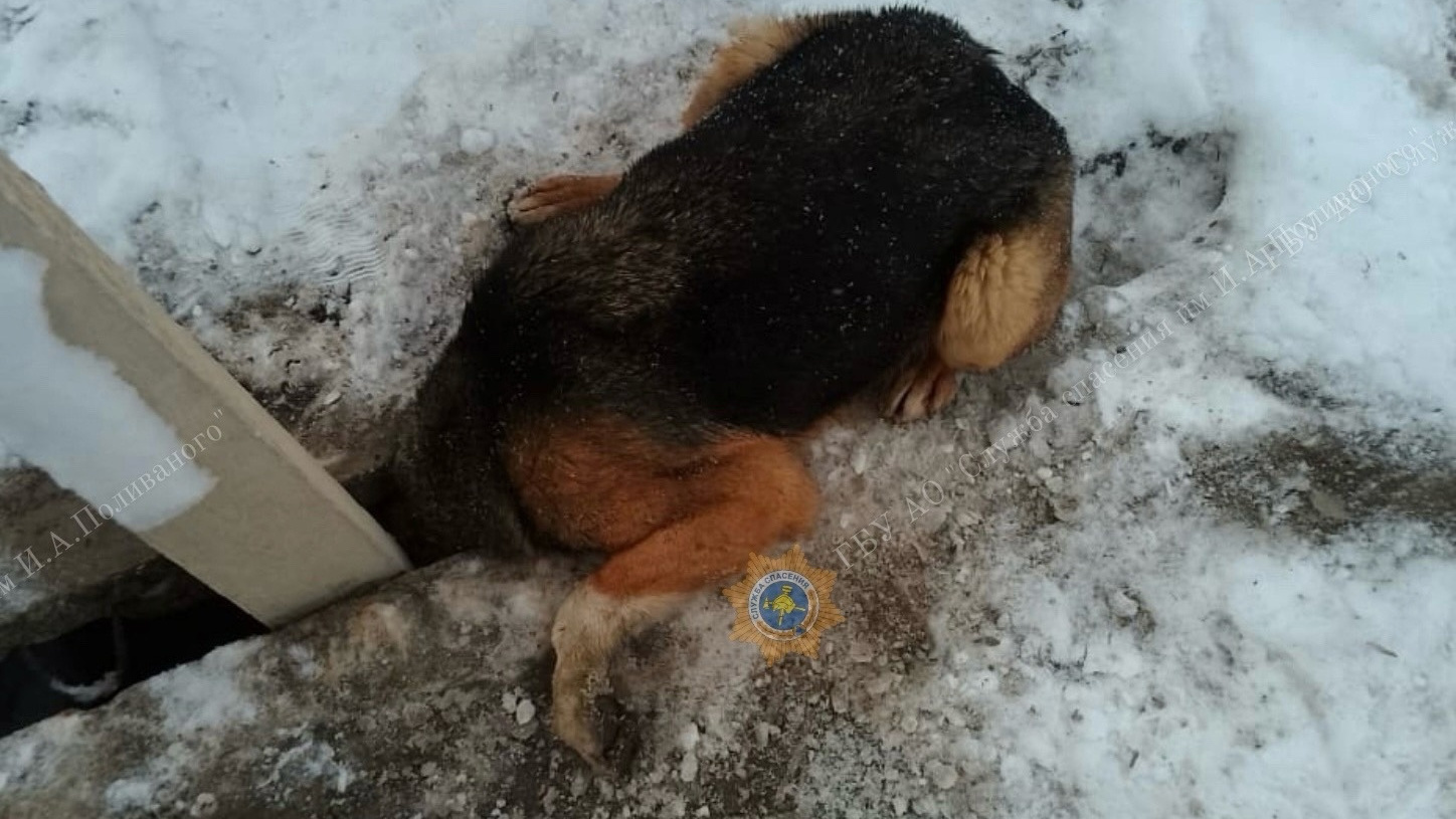В Архангельске собака застряла головой в теплотрассе: как ее спасли