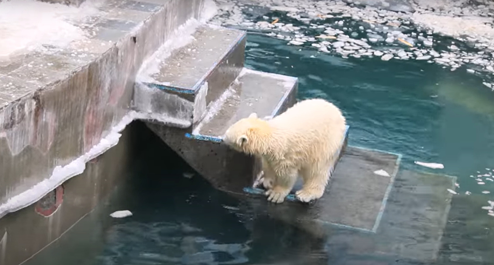 Белые медвежата решили поиграть в прятки в Новосибирском зоопарке — одна из сестер спряталась под лестницу