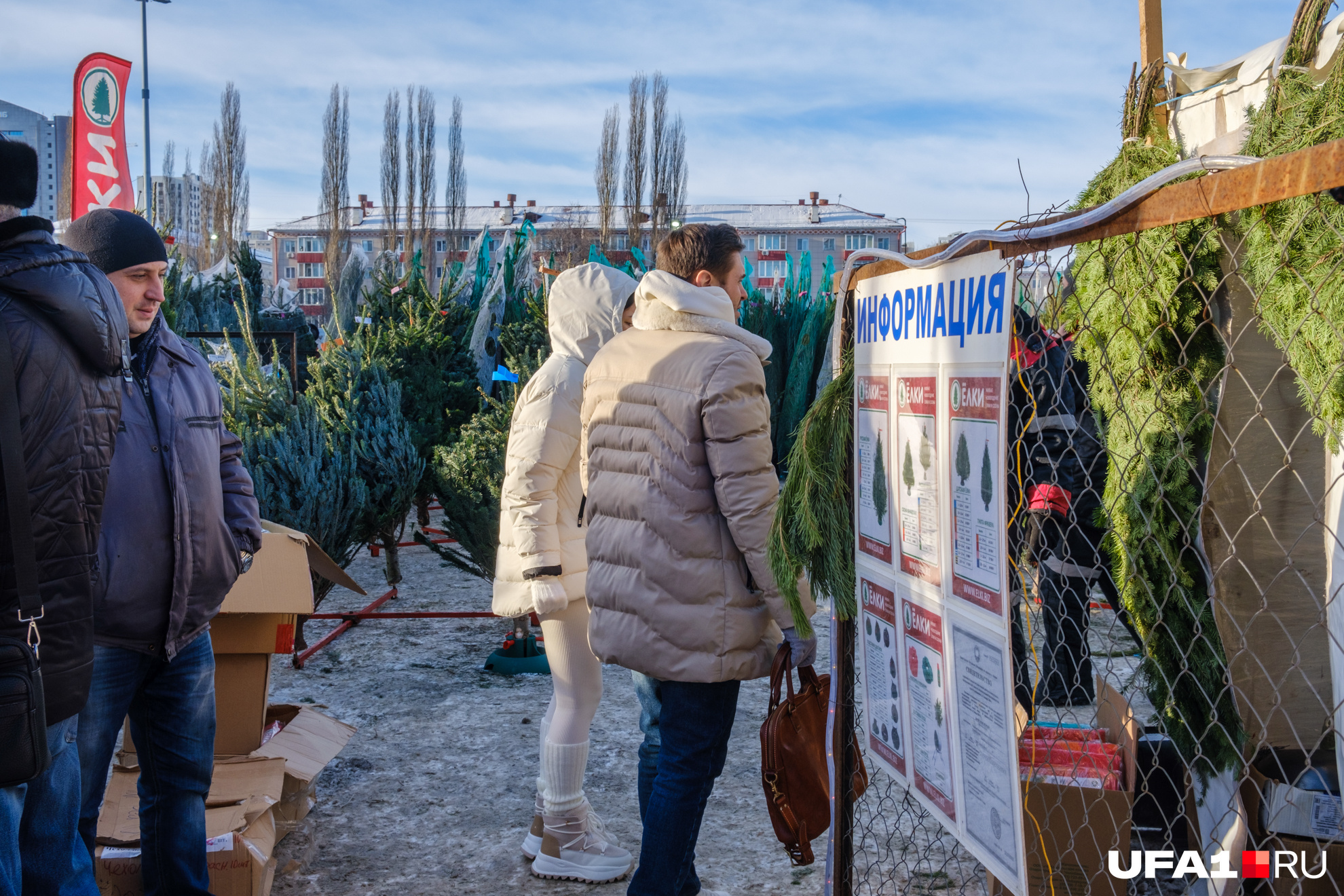 Молодые люди пришли за метровым деревцем