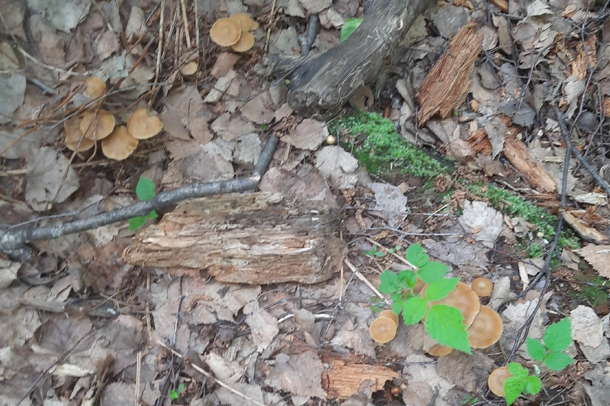 В Ленобласти пошли первые нормальные грибы. Посмотрите, чем сейчас радует лес