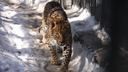 Незнакомый ученым леопард попал на видео в Приморье