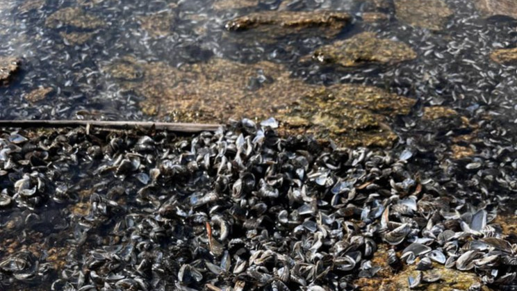 «Какой-то мор живности»: берег Шершневского водохранилища усыпали панцири моллюсков