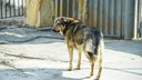 «Шарик будет жить, я молюсь за него» — пенсионерка из Владивостока пытается воскресить свою собаку