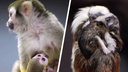 «Держится за мамину шерсть»: новосибирский зоопарк показал видео с малышами тамаринов — милые кадры