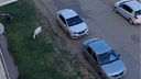 «Стой, я к тебе хочу!»: в Волгограде горожане сняли на видео козу, которая никак не хотела отпускать своего хозяина