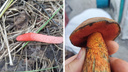Выглядящий пошло гриб и похожий на сатанинский дубовик: самые необычные находки новосибирцев в лесах