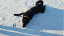 «Видели, как его скинули с <nobr class="_">5-го этажа</nobr>»: в новосибирском поселке спасают пса Черныша, который валялся окровавленным на дороге