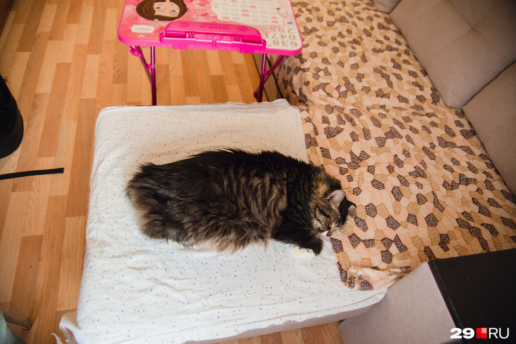 Еще один житель небольшой квартиры — распушистый кот Халк