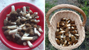 Везут из леса мешками и ведрами: новосибирцы собирают самые вкусные майские грибы — фото корзинок