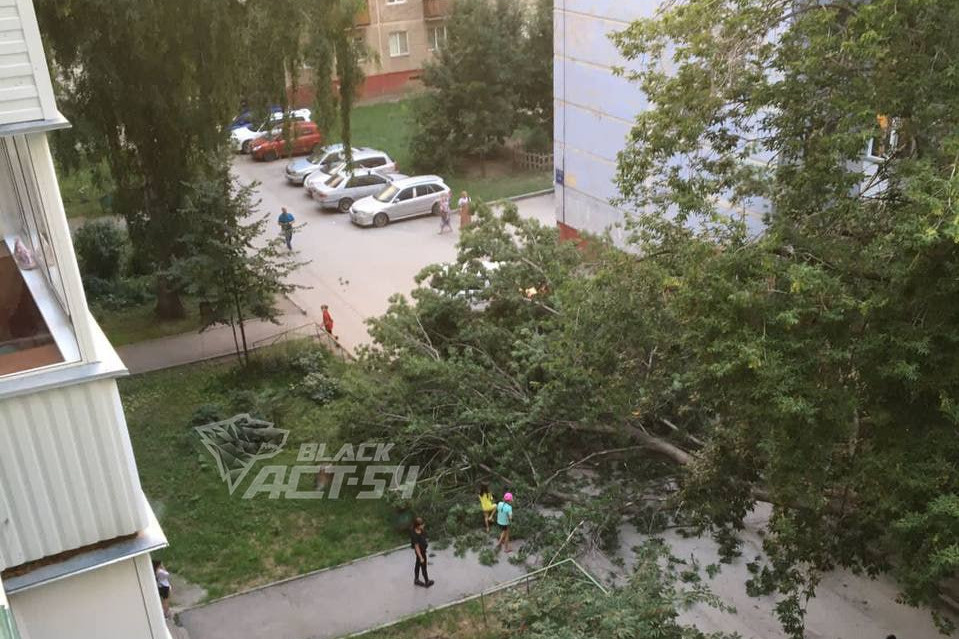 Дерево рухнуло на дорогу и припаркованные машины на Зорге — рабочие спилили только одну часть