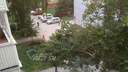 Дерево рухнуло на дорогу и припаркованные машины на Зорге — рабочие спилили только одну часть