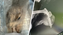 Будет вскармливать зайчат: новосибирские волонтёры спасают зайчиху со сломанной лапой