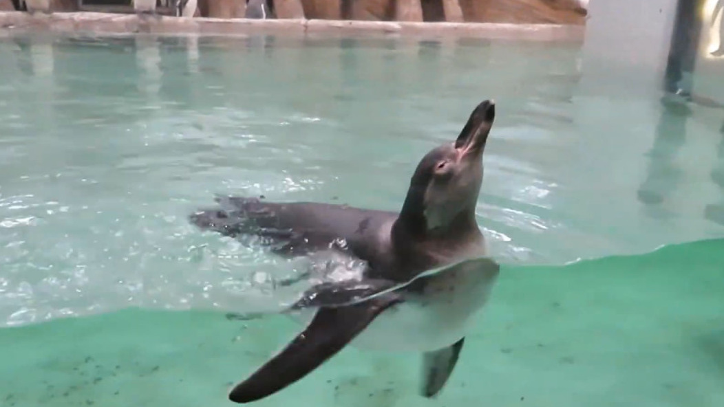 Малыш спит на ходу: пингвиненок из Новосибирского зоопарка показал, как умеет плавать — видео