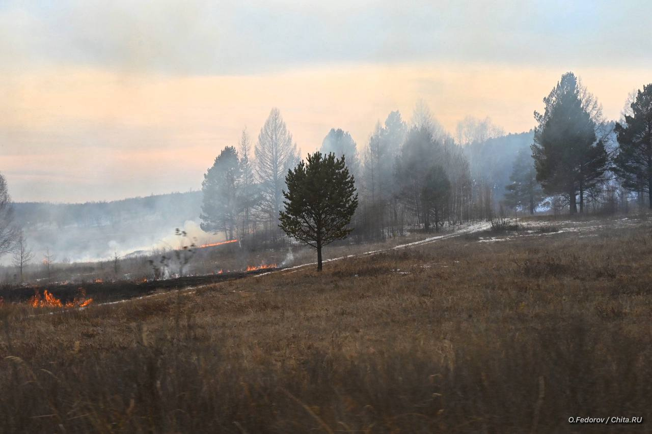 Следы умышленного поджога заметили сразу в нескольких разных местах на поле в Забайкалье