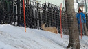 «Говорят, собаки погрызли»: раненую косулю нашли в Заельцовском парке — видео