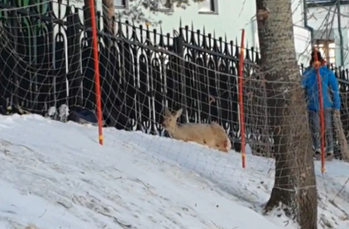 «Говорят, собаки погрызли»: раненую косулю нашли в Заельцовском парке — видео