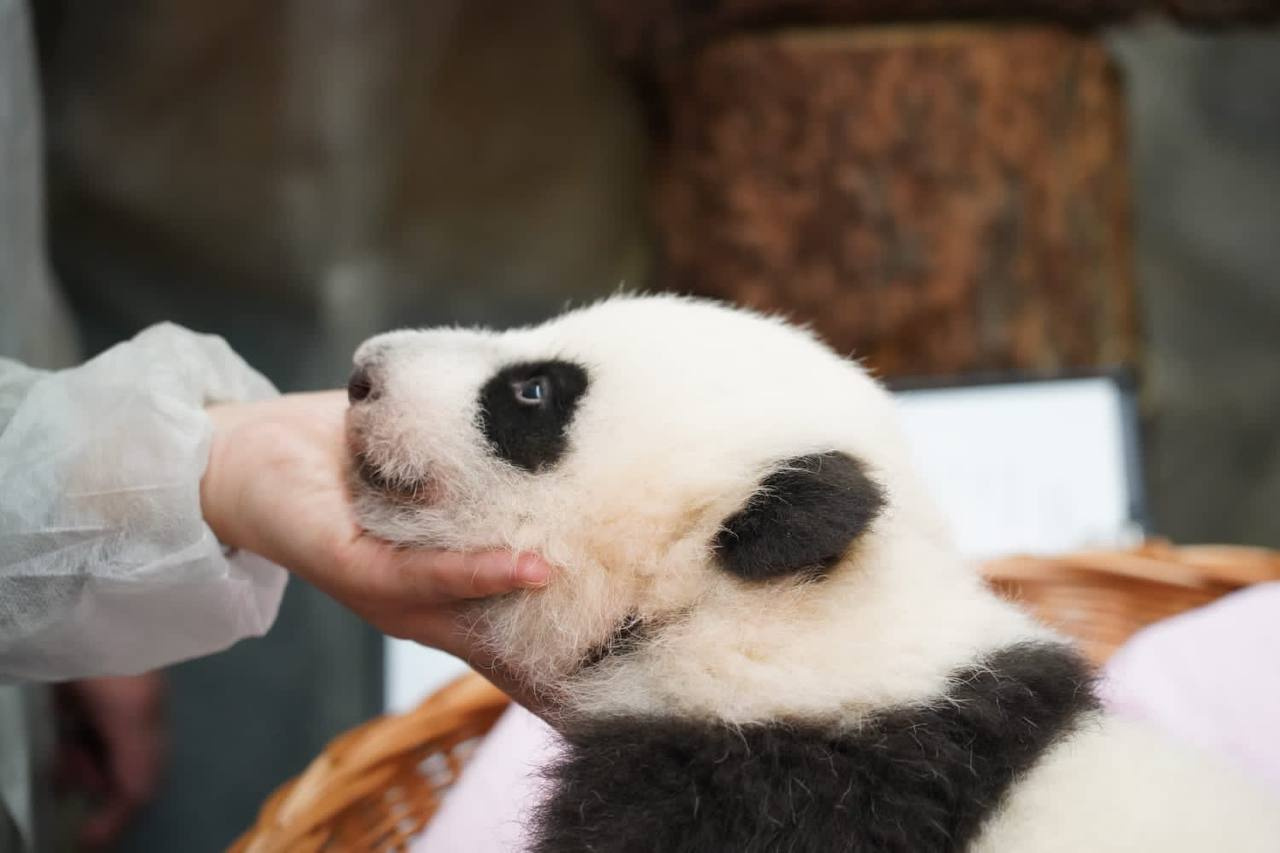 Малышка панда новости